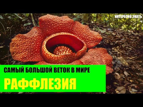 Video: Rafflesia - Uzuri Wa Vimelea
