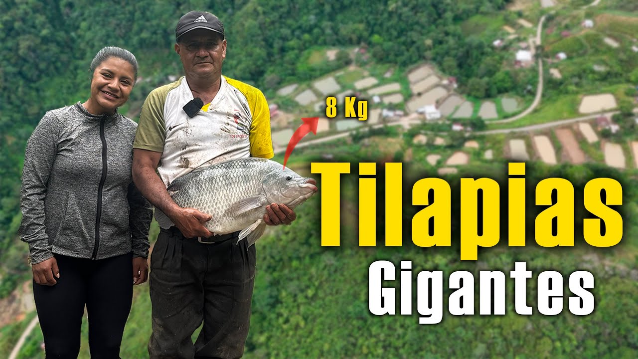 Tilapias de 8 KG 😱 ¿Cómo lograron este tamaño?