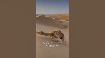 افلا ينــــظرون الى الإبل كيف خلقـــت ❤️ | القارئ عبدالرحمن مسعد| سورة الغاشية | #قرآن #قران_كريم