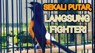 Dijamin Ampuh! Suara Murai Batu yang Bikin Murai Lain Langsung Fighter