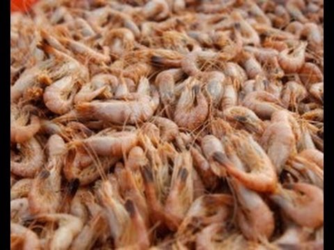 Video: Ar krevetės yra žodis?