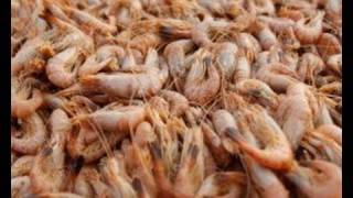 Shrimp: The Disgusting Truth