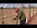Research into almond tree trellising with Dr Michael Treeby