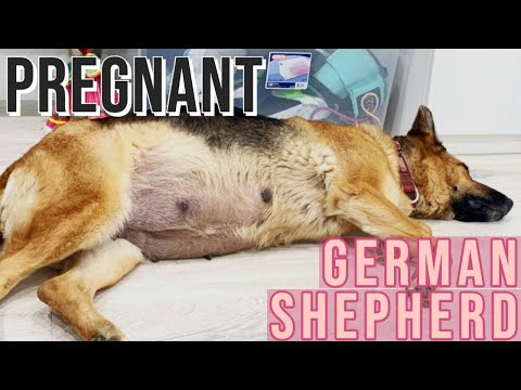 MY DOG IS PREGNANT!! | GERMAN SHEPHERD