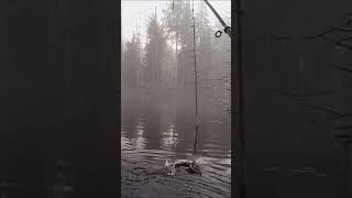 Туман  #shortsclip #fishing #рыбалка