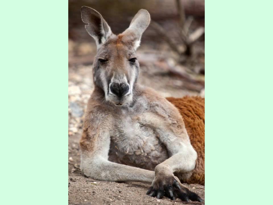 イケメンすぎる動物たち Twink Too Animals Youtube