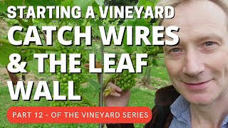 Part 12 Starting a vineyard.  Catch wires and leaf wall management.