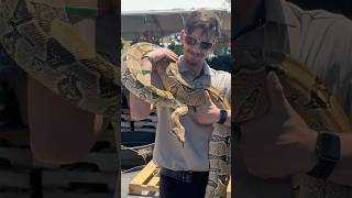 Let the man buy a Boa #exoticpets #reptiles #bigsnakevideo #mobilezoo #snake #boa #funny