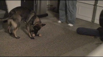 CJ Clicker Retrieve Session 5