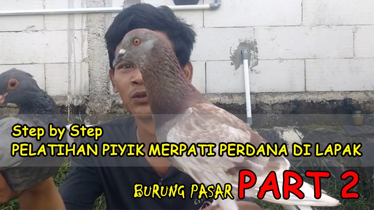 Cara Melatih Piyikan Merpati Kolong Perdana Di Lapak Supaya Jadi Merpati Player