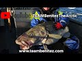 Episode no2 skrei fishing 2024 sommary  skrei angeln im norwegen thebigboy 32kg skrei fishing