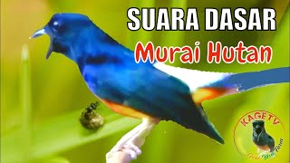 ORISINIL… Suara Dasar Murai Hutan Dari Medan #muraibatu 