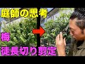 【剪定　pruning　ウメ　6月】花付きをよくする収穫後のウメの徒長切り剪定とは？