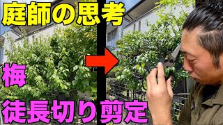 【剪定　pruning　ウメ　6月】花付きをよくする収穫後のウメの徒長切り剪定とは？