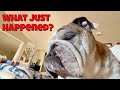 Reuben the bulldog morning disaster