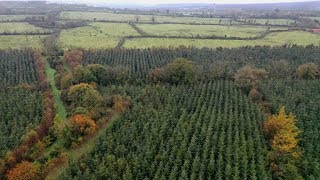 Cattles, trees, and climate change