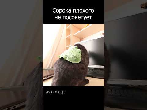 сорока и подорожник #shorts #сорока #vinchago