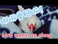 bird wants to sleep#9歲#白文鳥#啾啾