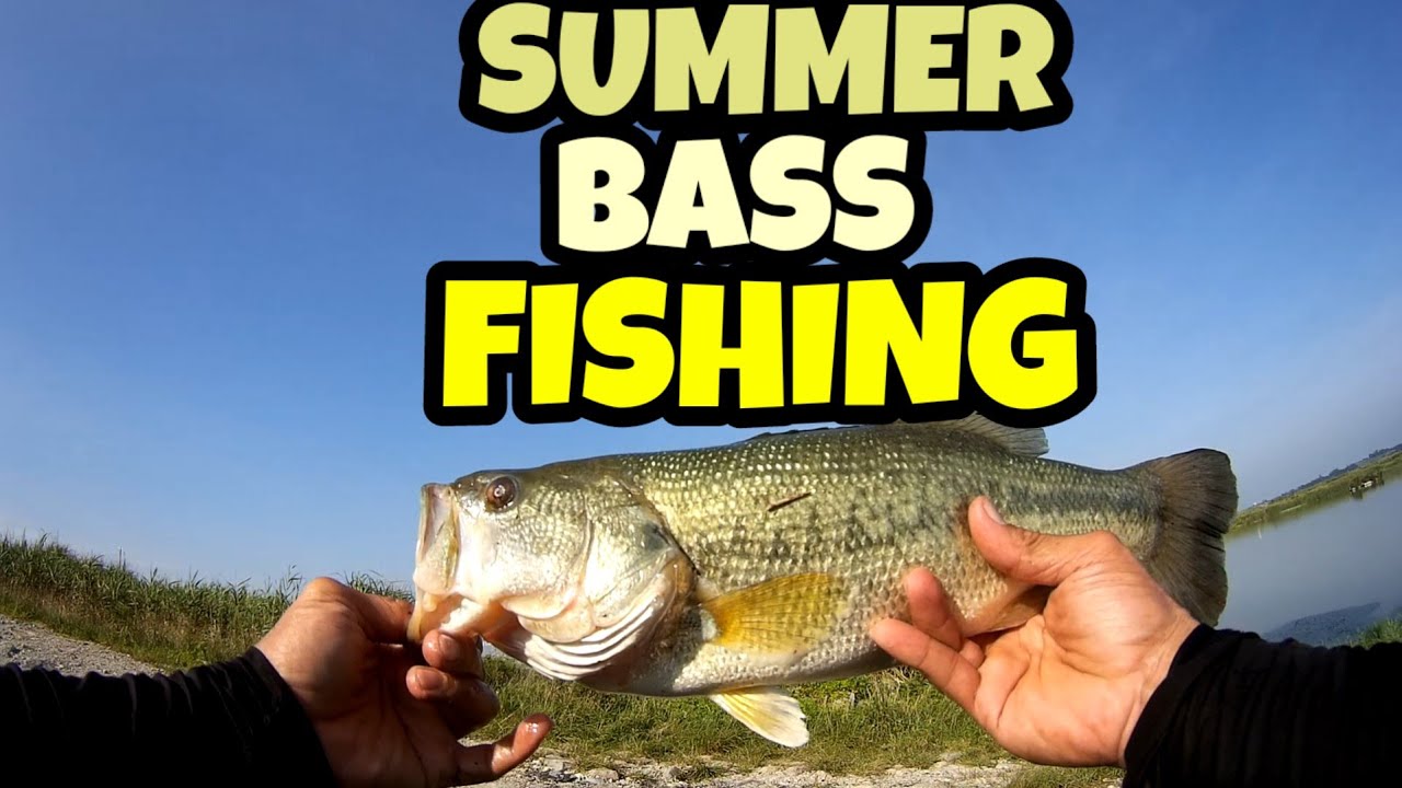 SUMMER BASS FISHING with my friends fishinginkoreabassfishing Bass