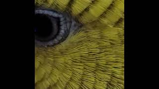 Budgie Eyelashes