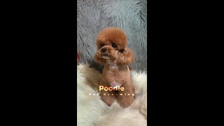 Full version, Poodle pet grooming, Iphone 15 pro max log camera, iphone raw