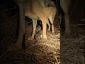 camera Mounted on a Jackal see 😳 What happened