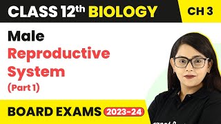 Class 12 Biology Ch 3 | Male Reproductive System (Part 1) - Human Reproduction CBSE/NEET 2022-23 screenshot 5