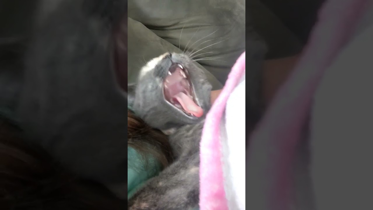 4 stages of a cats yawn 