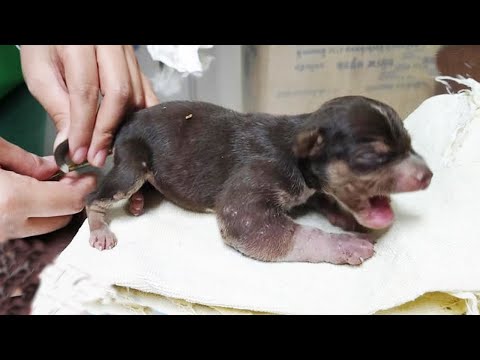 Video: Wie Katzenabszesse zu Hause zu behandeln