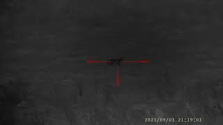 Mårhund tæve Hejlskov 1/9 2021