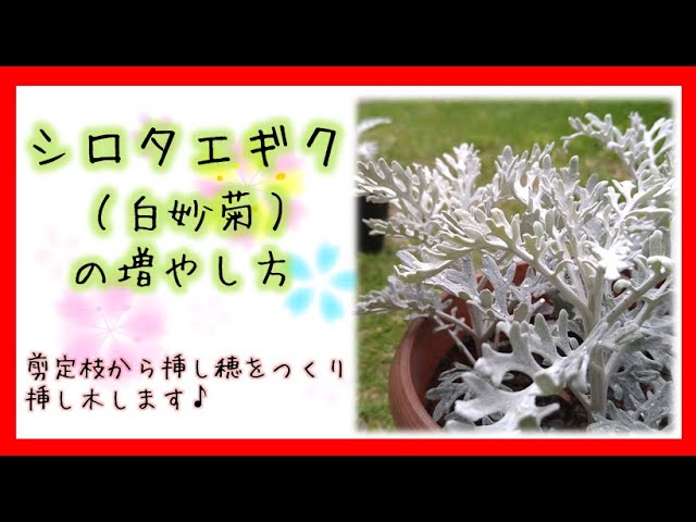 白妙菊(シロタエギク)の増やし方】 - YouTube 白妙菊(シロタエギク)の増やし方】 - YouTube