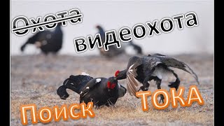 Видео Охота. Как найти ток тетеревов 4к. Video Hunting. How to find grouse current. 4k