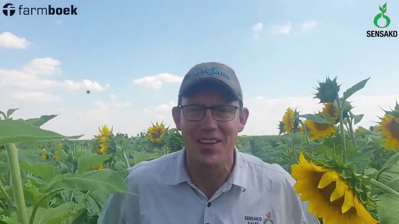 Sunflower Series - Fertilization - Sensako and Syngenta