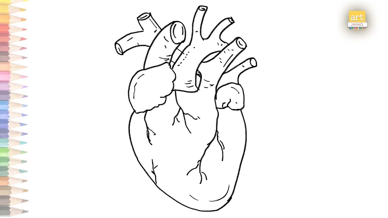 Human Heart Diagram outline 03 | How to draw Human Heart Diagram ...
