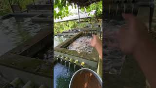 Download Lagu No need to be confused about what side dishes to break the fast with MP3