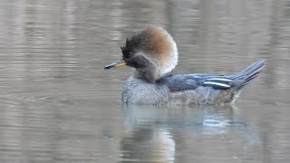Birdwatching: Hooded Mergansers. 2 Beautiful Ducks by quote_nature 213 views 4 months ago 3 minutes, 51 seconds