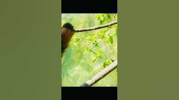 cute monkey,monkey,bloons td 6 monkey meadow magic monkeys only,btd6 monkey meadow magic monkeys on