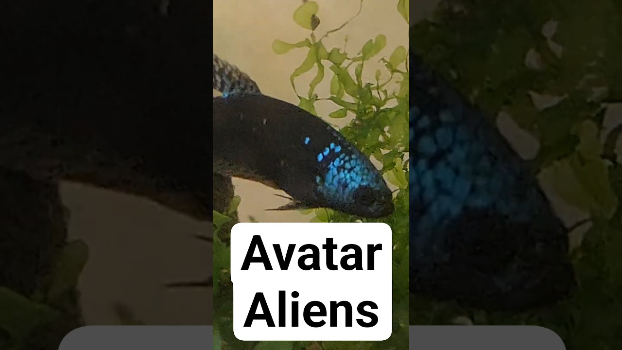 Какая самая крутая инопланетная бетта? 