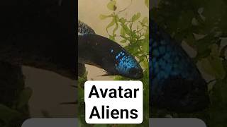 What is the coolest alien betta? #bettabreeder #avatar #bettafish #alien #genetics #lineages