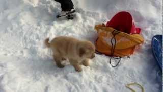 First day home for the cutest Golden Retriever puppy