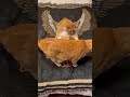 虎に翼 A Japanese proverb: “A tiger with wings.”#unroof #虎に翼