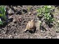 Среднеазиатская сухопутная черепаха КЕША на природе. Первая прогулка после зимы