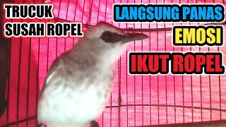 Trucuk Susah Ropel dijamin Langsung Panas Emosi Ikut Ropel dengan Pancingan ini
