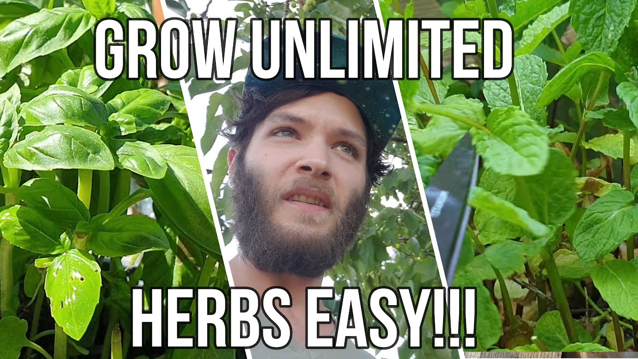How to Grow Unlimited Herbs EASY ! YouTube