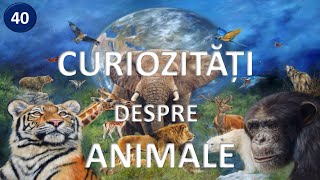 Top 40 curiozitati despre animalele lumii 🦋 stiati ca?