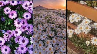 All About Daisy Garden