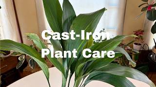 Cast-Iron Plant (Aspidistra elatior) Plant Care: What to Know
