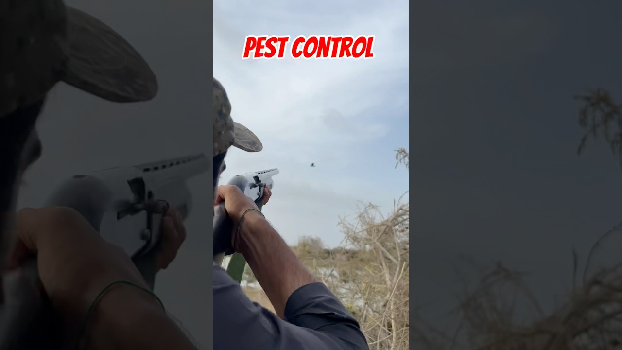 Shotgun bird Hunting 