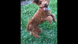 cat drinking fountain kmart