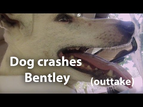 Dog drives Bentley outtake - full HD version